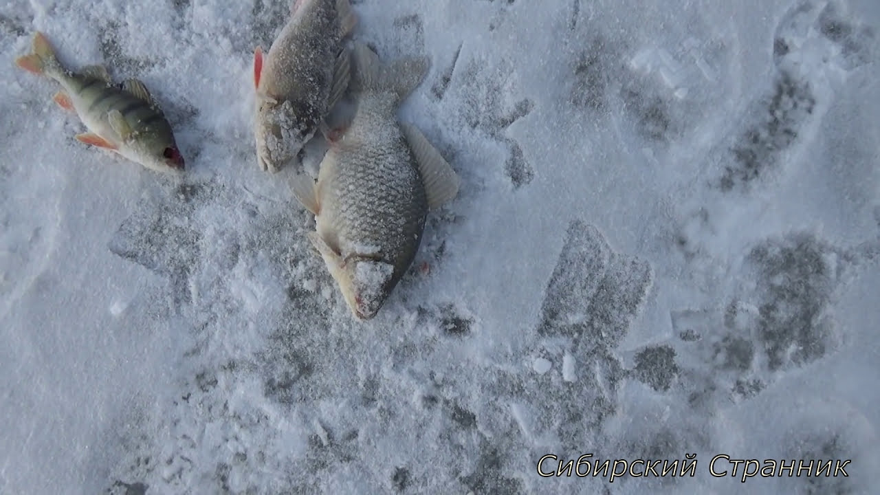 Зимняя рыбалка по первому льду, на реке Чулым 2016