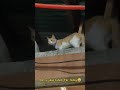 #cravingPetCat #hungryPet