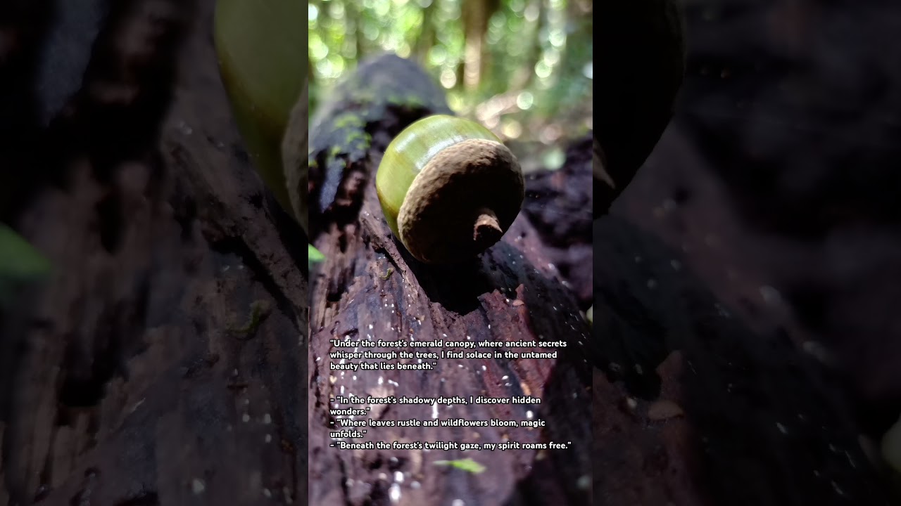 Under the forest's emerald canopy, where ancient secrets whisper through the trees. 