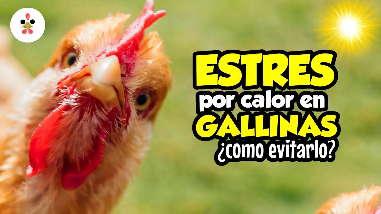 Los memes de las gallinas decrépitas - Observatorio Cubano de Conflictos, image size:1280x720