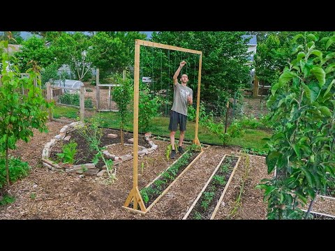 Video: Spaljé För Tomater (22 Foton): Strumpebandstomater I Det öppna Fältet Och I Växthuset. Hur Man Gör En Gör-det-själv Spaljé Av Plaströr?