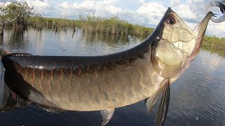 Silver Arowana Fishing In Amazon JUNGLE