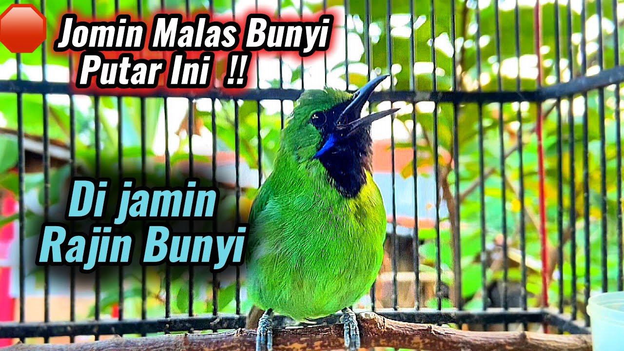 Cucak ijo mini 💯 Pancingan paling cepat jomin bahan agar rajin bunyi 💯gacor