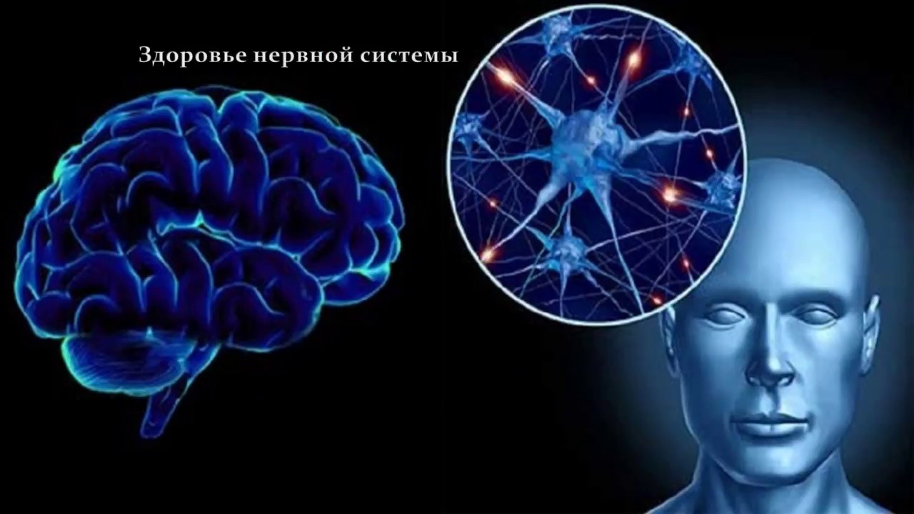 Церебрум нейроны - Здоровье нервной системы - Power Matrix