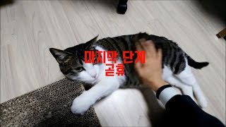 고양이 만지기 : 어디까지 허락해 줄까? screenshot 4