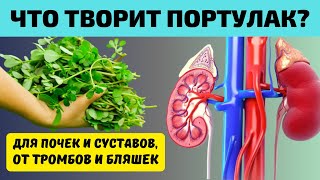 видео: ЕМ и ОЖИВАЮ! Что Творит ПОРТУЛАК? Простой Сорняк или природный Лекарь! Для ПОЧЕК, СУСТАВОВ и даже... картинка: ЕМ и ОЖИВАЮ! Что Творит ПОРТУЛАК? Простой Сорняк или природный Лекарь! Для ПОЧЕК, СУСТАВОВ и даже...