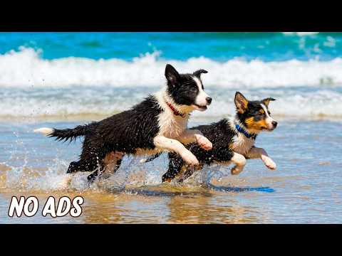 12 Hours Music for Dogs Who Are Alone 🐶 Relaxing Bedtime Music for Dogs Left Alone 💤🏠🐾