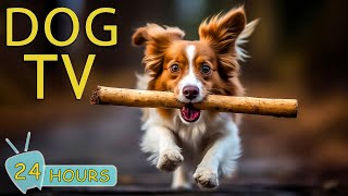 DOG TV: Collection Best Music to Keep Your Dog Happy When Home Alone - Videos Entertainment for Dogs