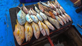 ทริปตกปลาแนวไมโครจิ๊กทะเลสัตหีบพอได้ตัวนะครับ #ตกปลาชลบุรี #ตกปลาสัตหีบ #ตกปลาทะเล #sljสัตหีบ
