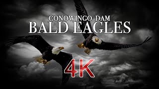 Eagles of Conowingo Dam (Bald Eagles)