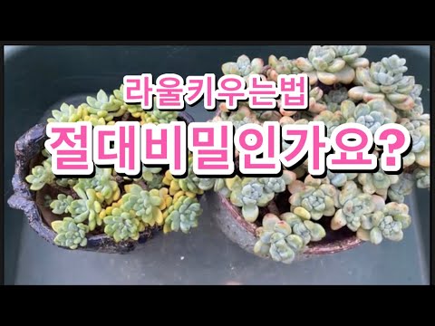 [초보다육맘] 결국 안가르쳐주셨어요 多肉植物 たにくしょくぶつ Korean Succulent