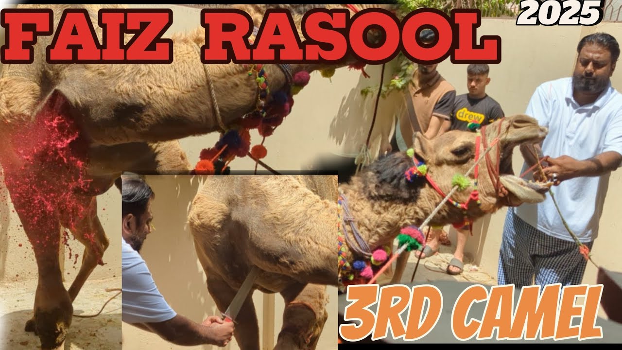 Fair Rasool Faiz rasool camel Qurbani #Sirfaizrasool #Youtuberboy1 #Eiduladha # ...