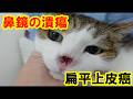 猫の鼻鏡扁平上皮癌