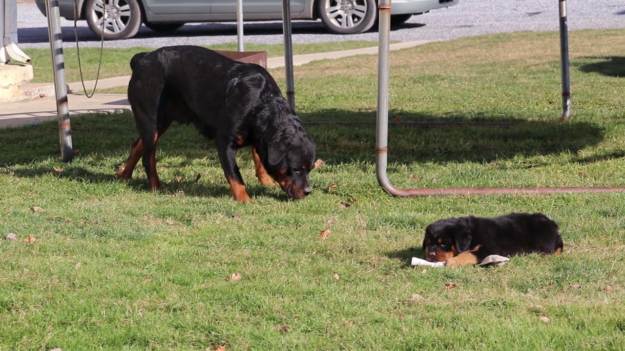 Rottweiler Puppies For Sale - YouTube