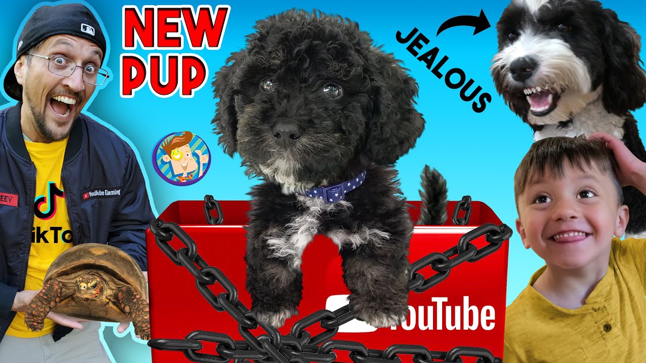 NEW PUPPY Surprise!  YOUTUBE Sent Us This BOX!! (FV Family Surprise Oreo's Brother Vlog)