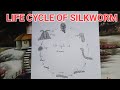 Life cycle of silkworm  life cycle of silkworm diagram  how to draw silkworm life cycle