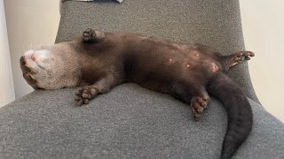 カワウソさくら とんでもない爆睡かますカワウソ otter that does not wake up immediately and sleeps