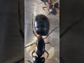 Кампонотус Геркулеанус (Camponotus herculeanus) короткое видео. Camponotus herculeanus short video.