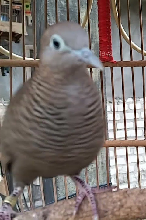 Local turtle doves have a crystal clear topcer sound for bait that responds immediately