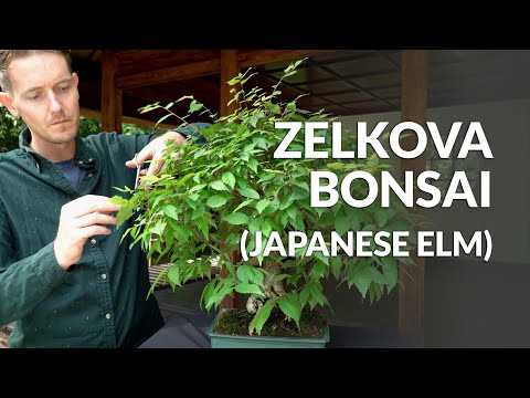 Vídeo: Com podar l'arbre de zelkova?