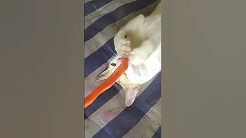 Bubi Bubi Shorts Cat Cute Kitten Bubilovers Bubifamily Youtubeshorts Video Viral 