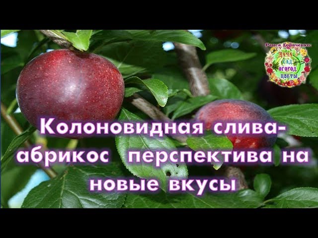 Колоновидная слива-абрикос - перспектива на новые вкусы