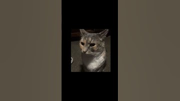 Cat stare meme template