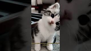 lagu galau pusss #catscute #liriklagu #shortvideo