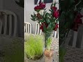#youtube #تريند #trending #اليوتيوب #اكسبلور #exblore #بصل #🧅#زرع #🌿