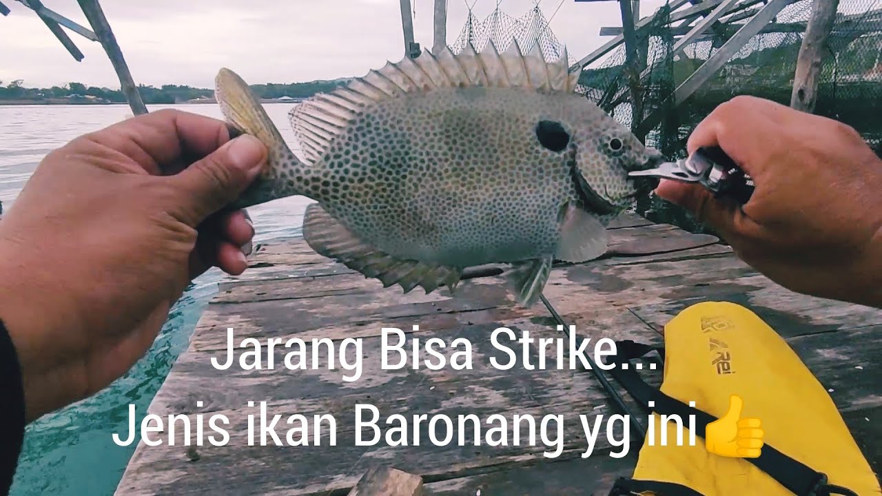 Mancing Ikan baronang,, full strike