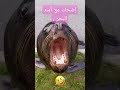 إضحك مع أسد البحر ضحك حيوانات البحر