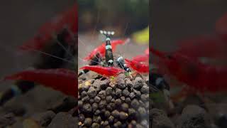 Caridina and Neocaridina Shrimp Feeding Time!