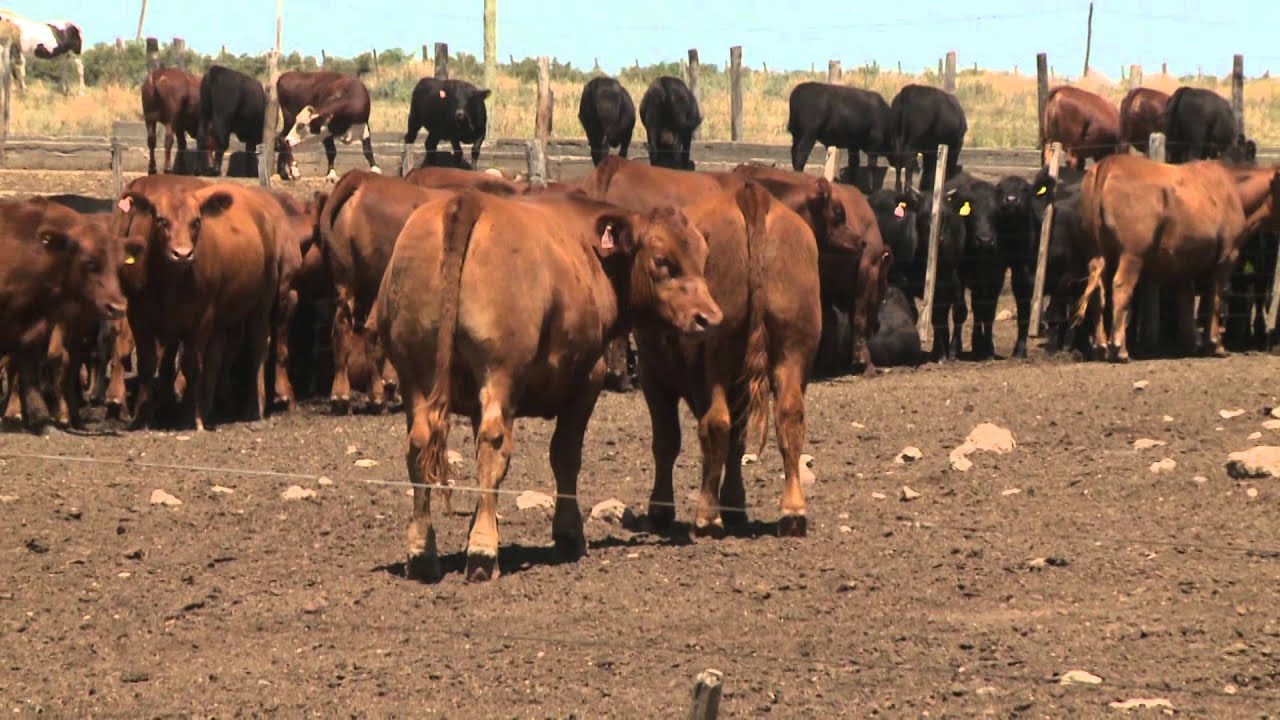 Argentina's Proteco Feedlot - May 16, 2014