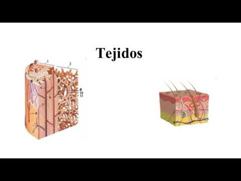 Vídeo: Diferencia Entre Epitelio Y Tejido Conectivo