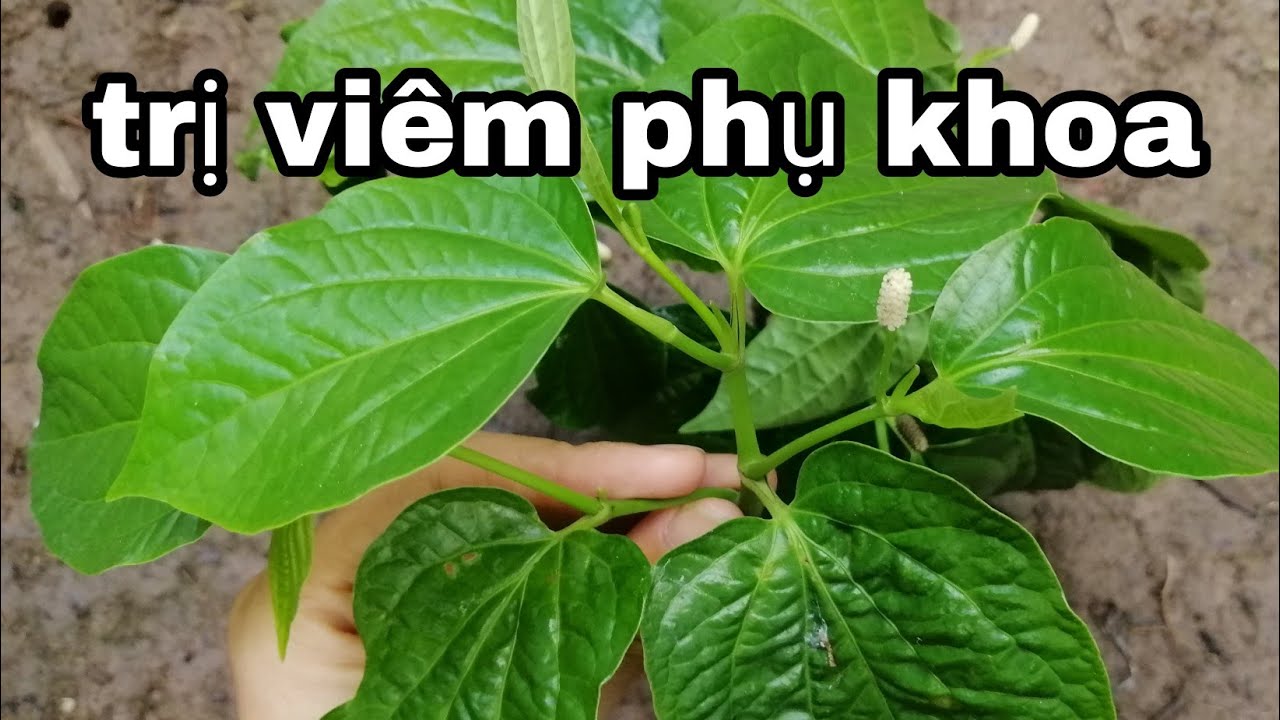 Листья бетеля очень хороши для лечения гинекологических воспалений в домашних условиях - Лечение ...