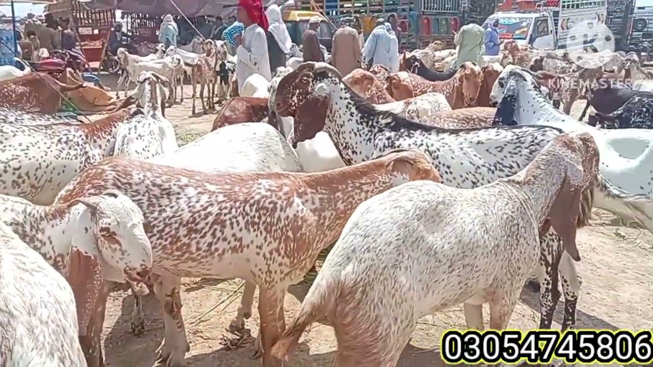 Madras mandi ke rate 2025 ki qurbani per lagne wale bakre 19,05,2025