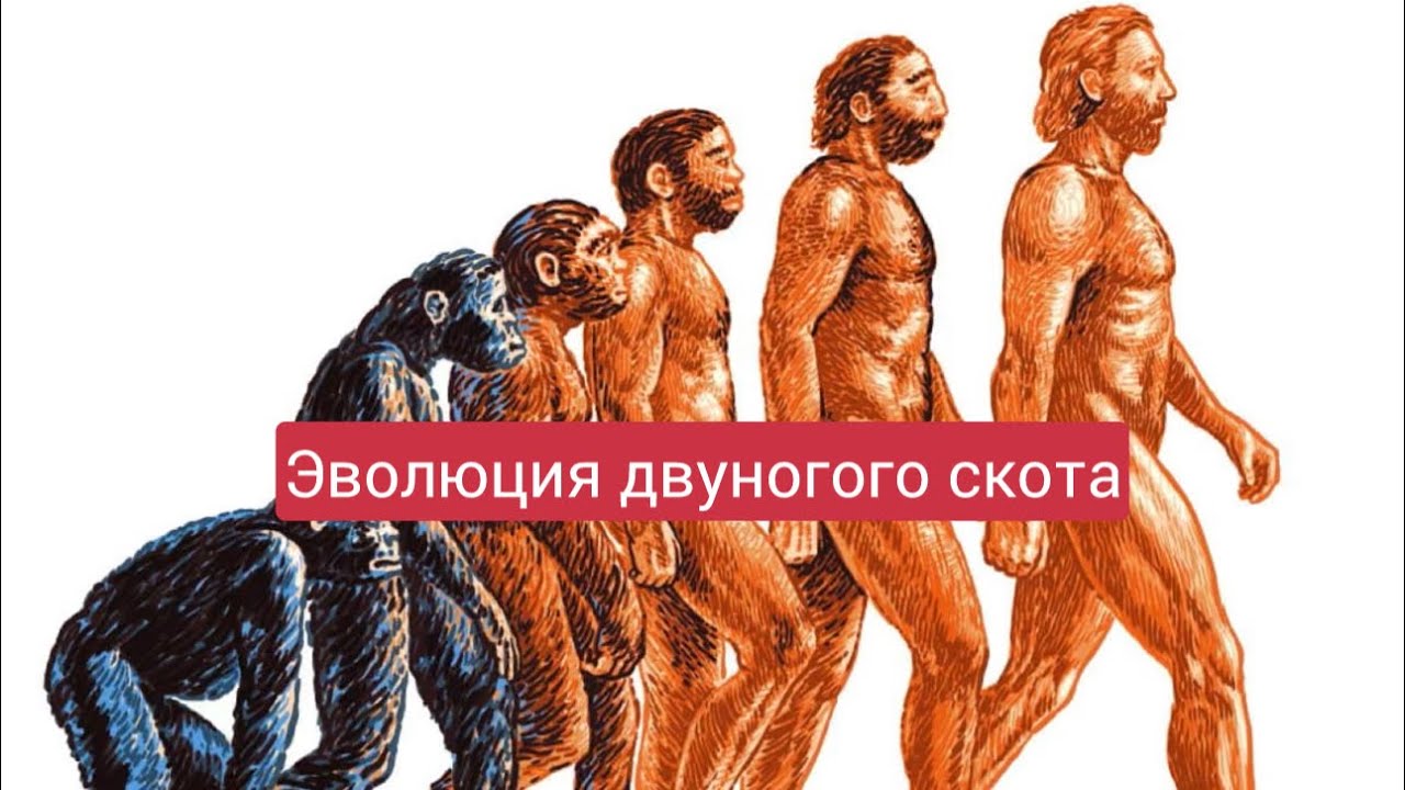 Мысли эмигранта про человеческую популяцию