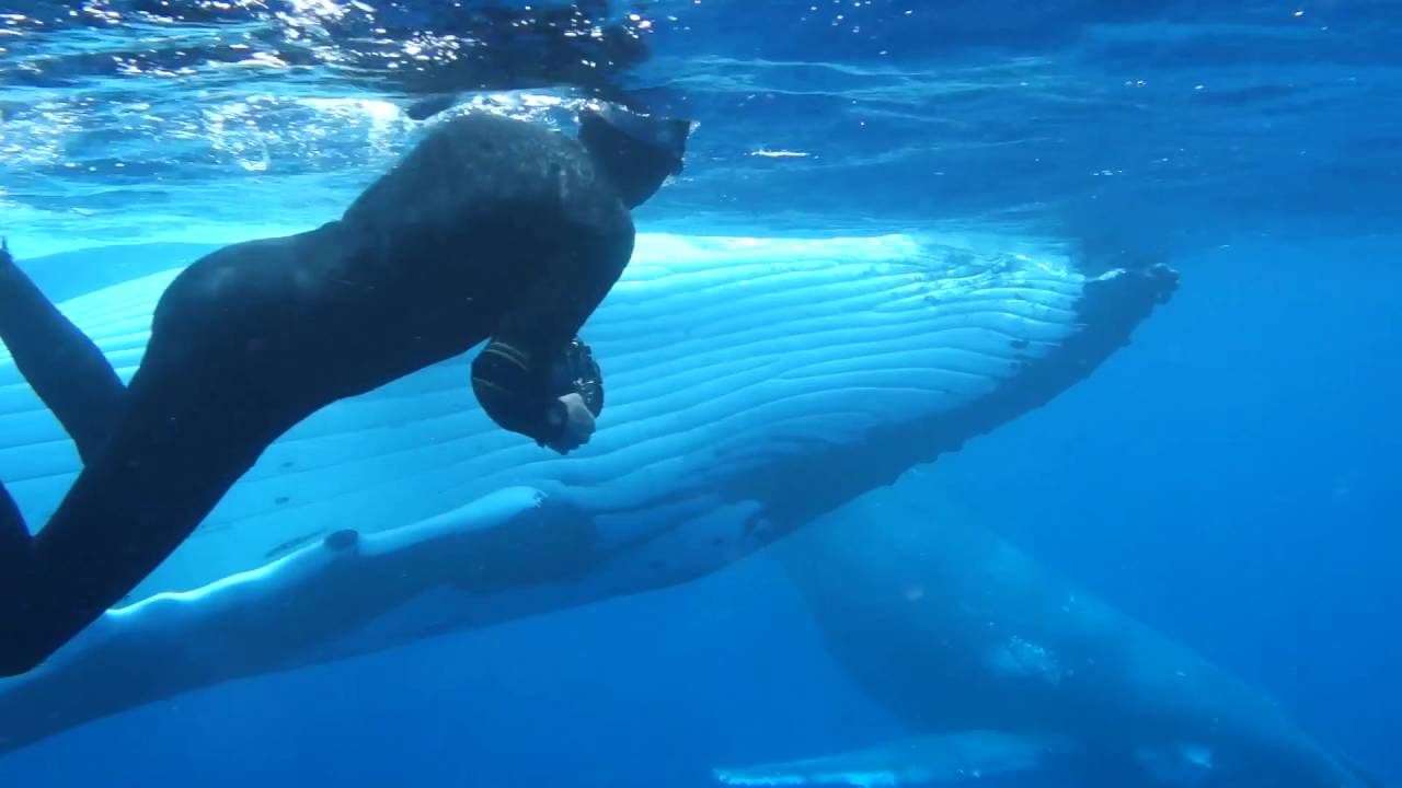 Swim With Whales Tonga