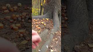 Три орешка для белок / Three nuts for squirrels