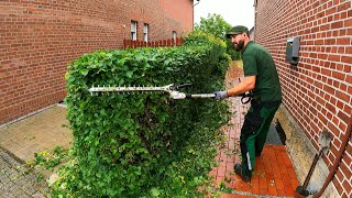 'You Were RECOMMENDED To Me' For Trimming The Long Beech Hedge In Our Yard