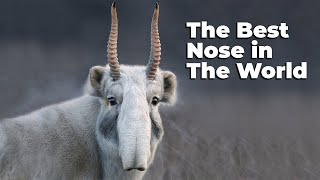 SAIGA ANTELOPE ─ Best Nose in The World