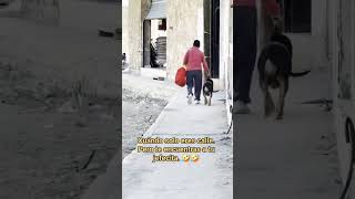 #memeshorts#memesvideo #memes #videoshort#viralvideo #viral #humor #miradacanina #perros #perritos