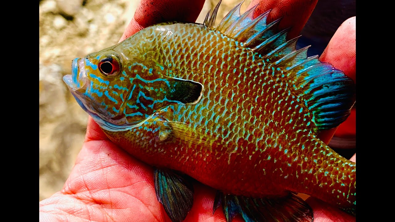 Bass Fishing Adventure, Snake, Turkeys, Fort Worth Texas