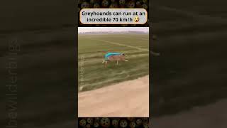 Greyhounds Can Run At An Incredible 70 km/h