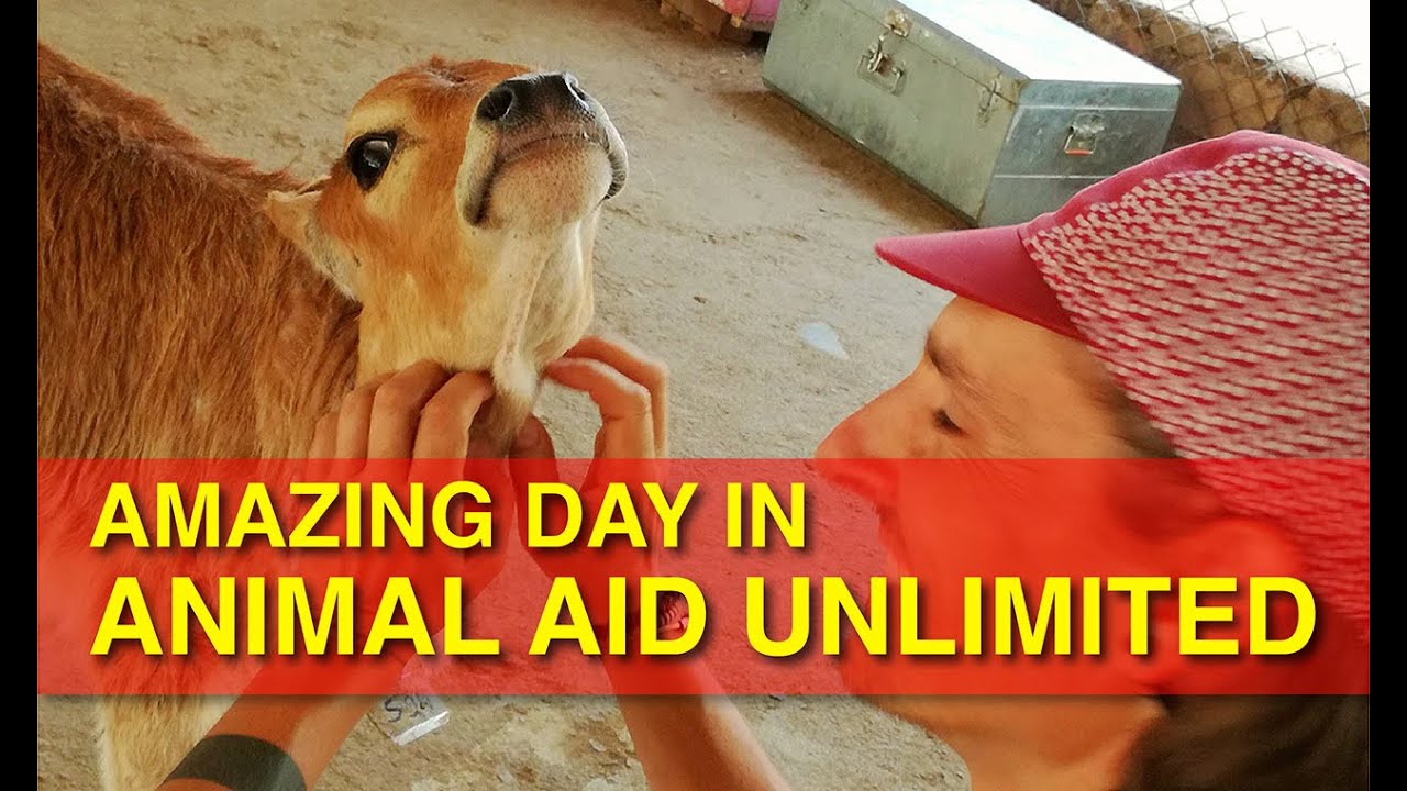 one day in Animal Aid Unlimited