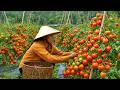 Harvesting tomatoes to sell, an ingredient for every meal - A happy life with my mother-in-law