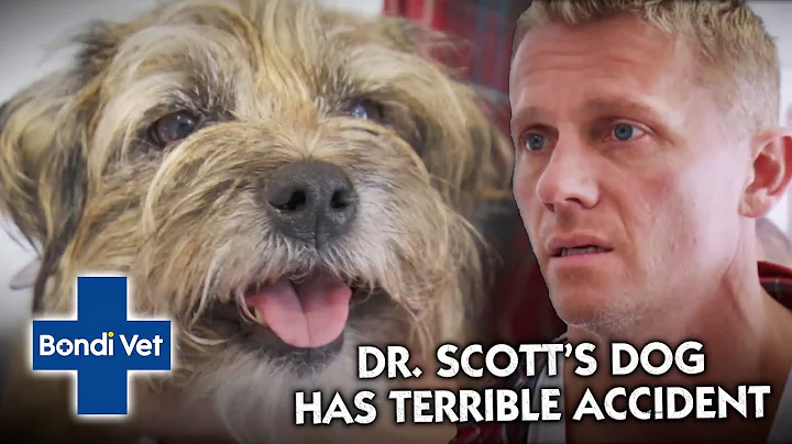 Dr. Scott's own Dog Paralysed after TERRIBLE Accid...