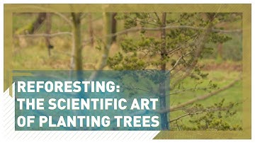 The scientific art of planting trees