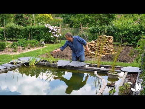 Vidéo: Plantes Pour étangs