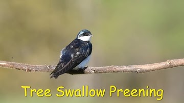 Tree Swallows Preening